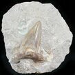 Large Otodus Shark Tooth Fossil In Matrix #24885-1